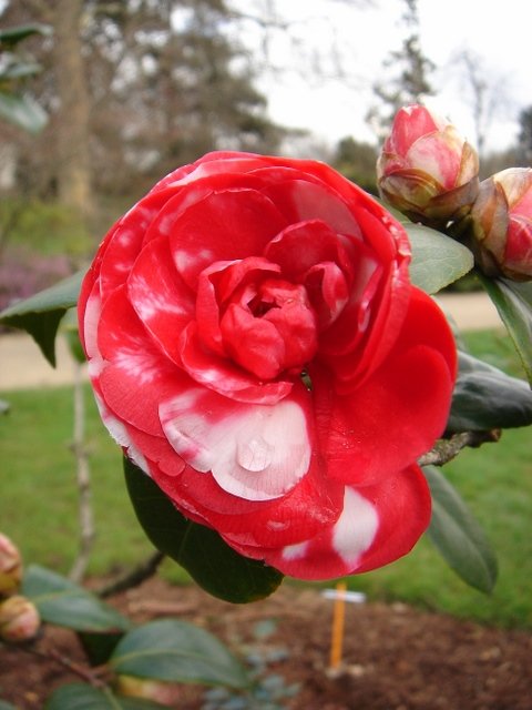 Camellia japonica 'Marguerita Coleoni'